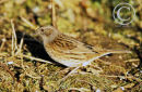 Dunnock or Hedge Sparrow.